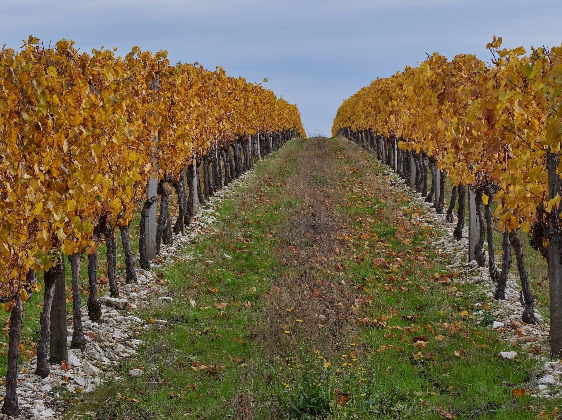 La Côte dore en Mirebellois Fontenois ©O. Bailleux