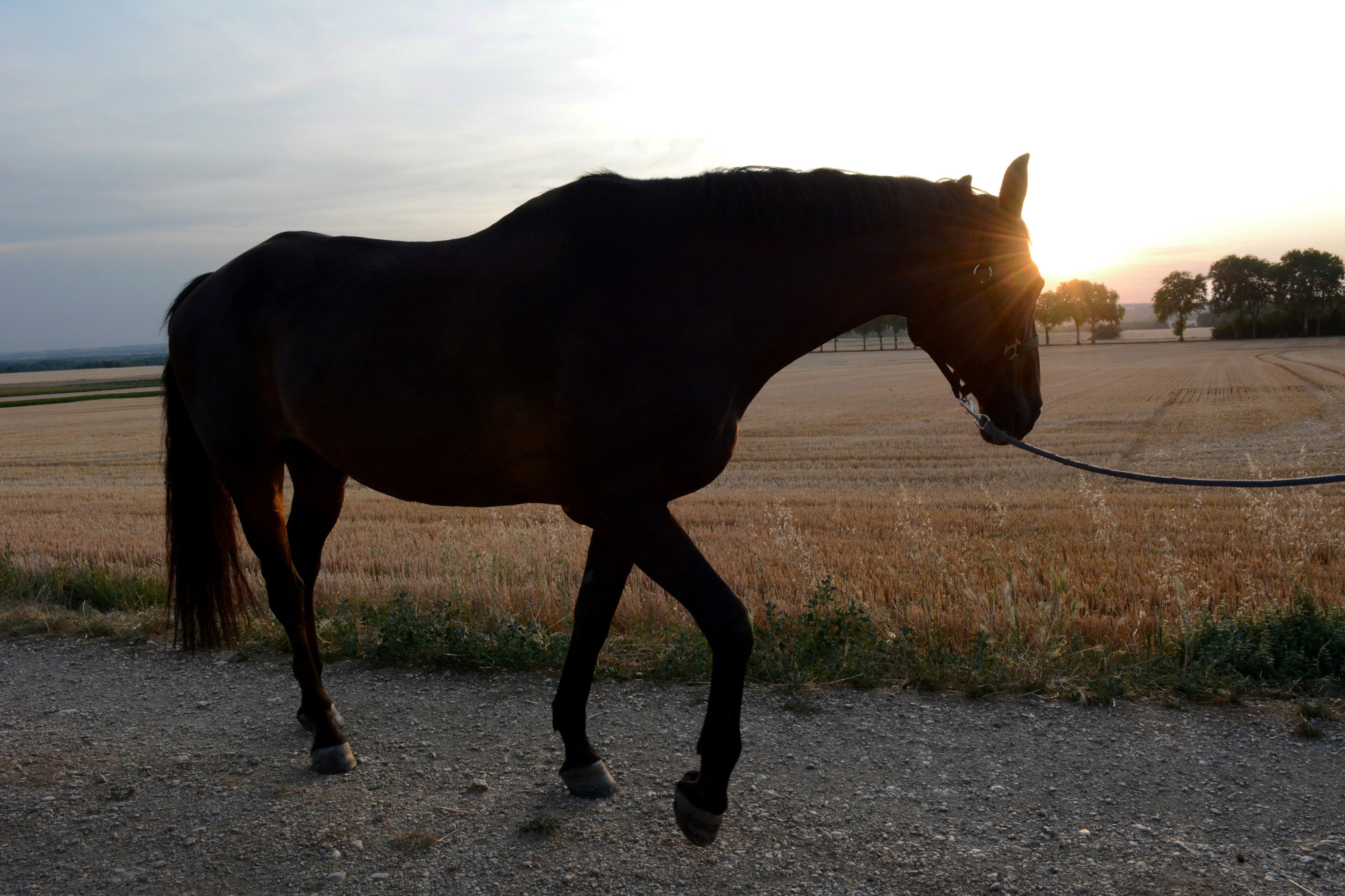 Bientôt la fin de l'été ©R. Krebel