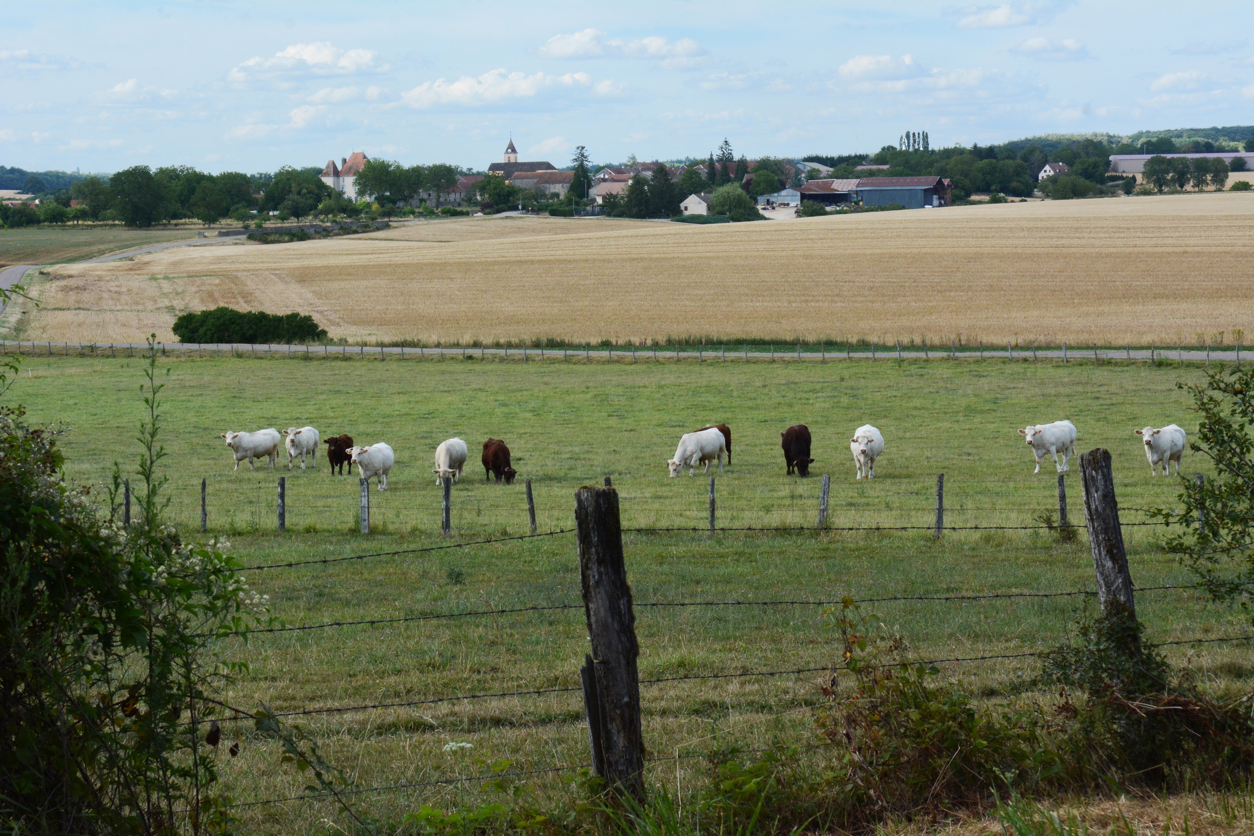 Les belles d'Orain ©R. Krebel